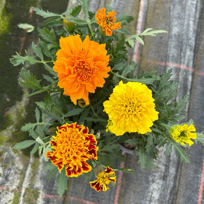 Tagetes 'Trio', bunt, Topf-Ø 13 cm, 6 Pflanzen