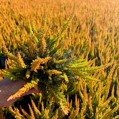 Calluna-Erica Mix 'Tornados®', Topf-Ø 13 cm, 4 Pflanze