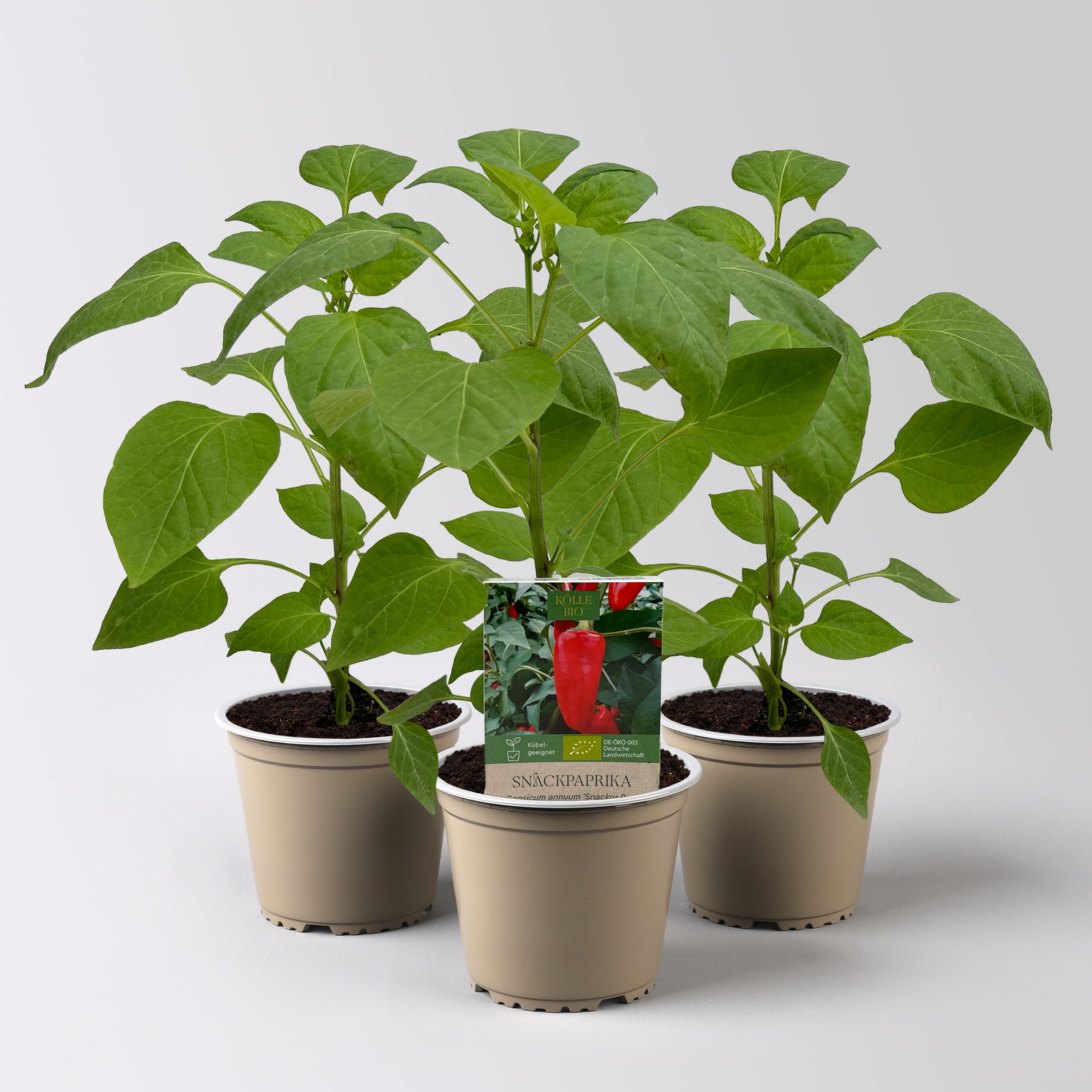 Bio Snackpaprika 'Snackor Red', Topf-Ø 12 cm, 3 Pflanzen Bio Snackpaprika 'Snackor Red', Topf-Ø 12 cm, 3 Pflanzen
