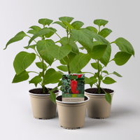 Bio Snackpaprika 'Snackor Red', Topf-Ø 12 cm, 3 Pflanzen Bio Snackpaprika 'Snackor Red', Topf-Ø 12 cm, 3 Pflanzen