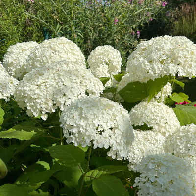 Schneeballhortensie 'Annabelle' 30/40 cm, im 5 l Topf Schneeballhortensie 'Annabelle' 30/40 cm, im 5 l Topf