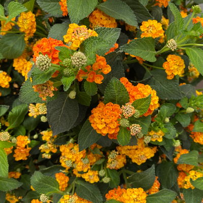 Wandelröschen, orange, Topf-Ø 27 cm