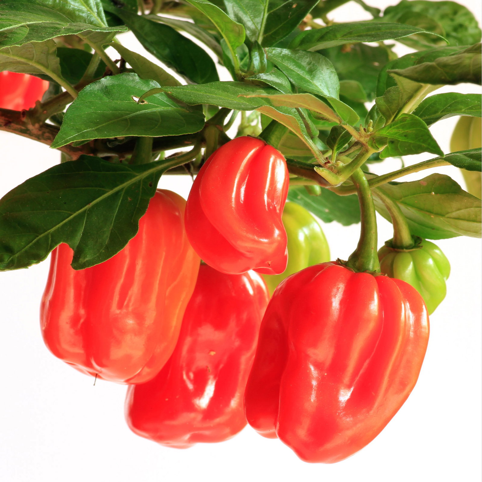 Bio Chili 'Habanero Red' Topf-Ø 12 cm, 3 Pflanzen