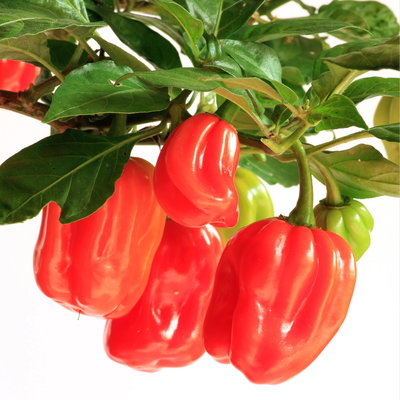 Bio Chili 'Habanero Red' Topf-Ø 12 cm, 3 Pflanzen