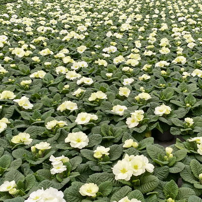 Primel 'Mojito', cremeweiß, Topf-Ø 11 cm, 8 Pflanzen Primel 'Mojito', cremeweiß, Topf-Ø 11 cm, 8 Pflanzen
