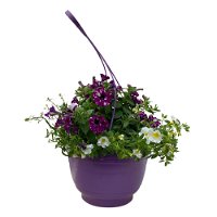 gemischte Sommerblumen-Ampel, lila-weiß, Ampeltopf 25/27 cm Ø