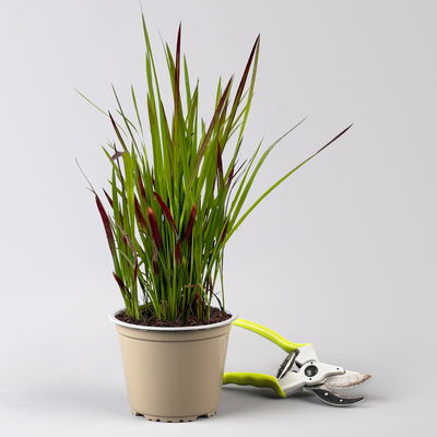 Japanisches Blutgras 'Red Baron', 2er-Set, Blattspitzen in rot, je im 14 cm Topf Japanisches Blutgras 'Red Baron', 2er-Set, Blattspitzen in rot, je im 14 cm Topf
