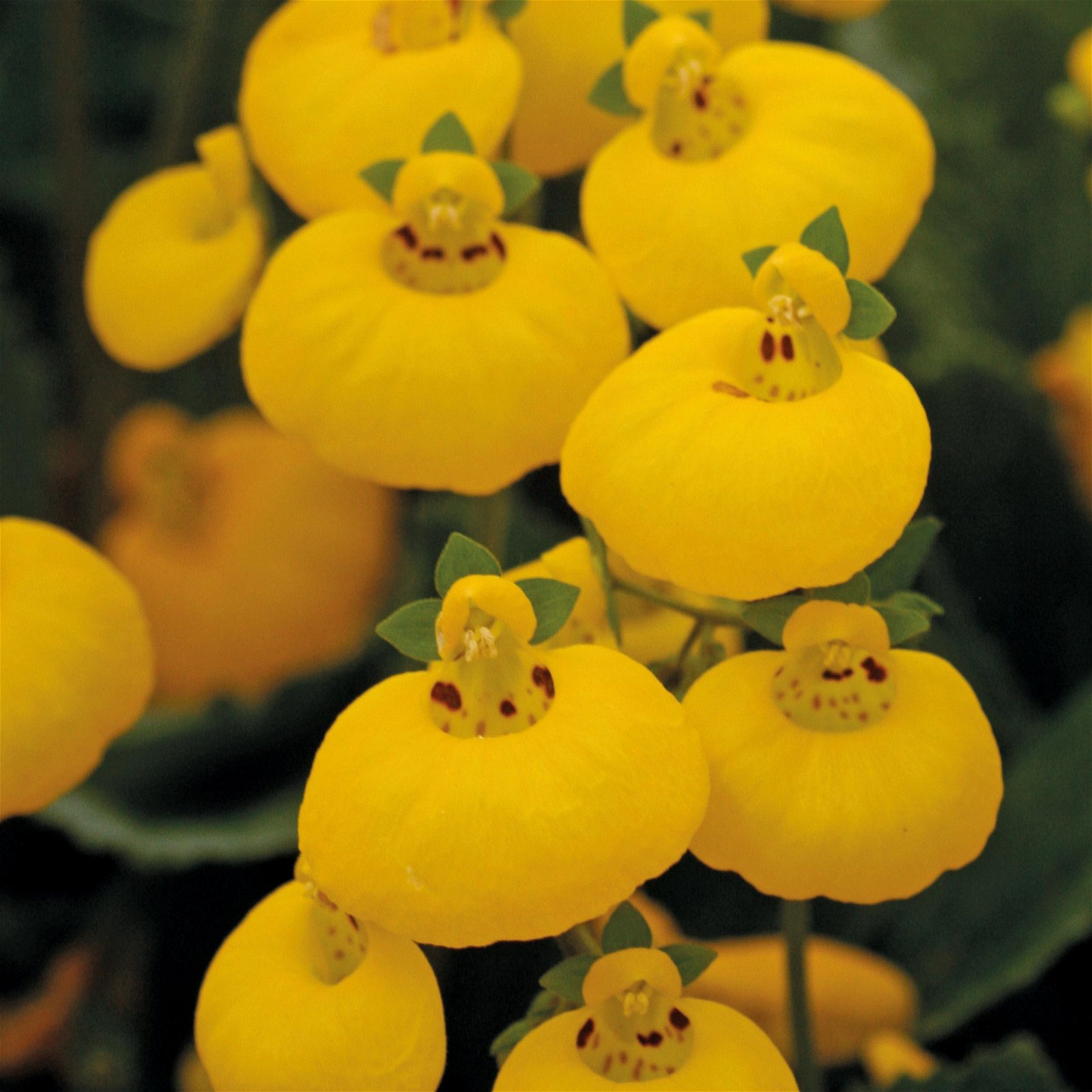 Pantoffelblume gelb, Topf-Ø 15 cm, 3er-Set