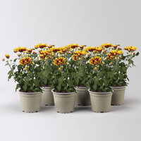 Chrysantheme 'Ciao Rebel', rot-gelb, Topf-Ø 12 cm, 6 Pflanzen