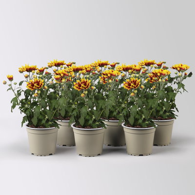 Chrysantheme 'Ciao Rebel', rot-gelb, Topf-Ø 12 cm, 6 Pflanzen
