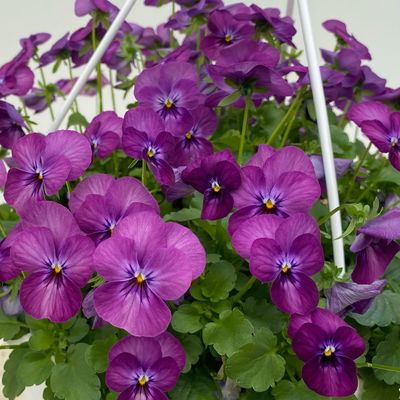 Hornveilchen im Ampeltopf, Farbe zufällig, Ampel-Ø ca. 27 cm