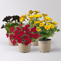 Pflanzenkreation 'WM-Edition', 4 Pflanzen Pflanzenkreation 'WM-Edition', 4 Pflanzen