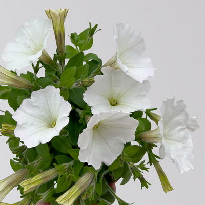 Pflanzenkreation Lavendeltraum, groß, 6 Pflanzen inkl. Erde und Dünger Pflanzenkreation Lavendeltraum, groß, 6 Pflanzen inkl. Erde und Dünger