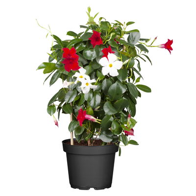 Dipladenie 'Duo' rot-weiß, Spalier, Topf-Ø 17 cm, Höhe ca. 50 cm