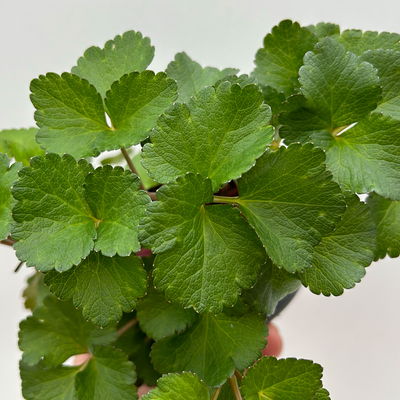 Bio-Staudensilie, Topf-Ø 12 cm Bio-Staudensilie, Topf-Ø 12 cm