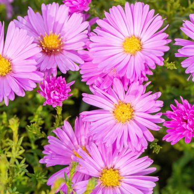 Bio Kissenaster 'Herbstgruß vom Bresserhof' rosa, Topf 11x11 cm, 3 Pflanzen Bio Kissenaster 'Herbstgruß vom Bresserhof' rosa, Topf 11x11 cm, 3 Pflanzen