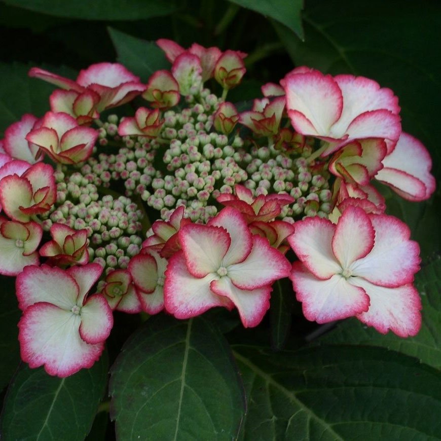 Hortensie macrophylla Hovaria® 'Love You Kiss'  rosa-rot, Topf-Ø 14 cm