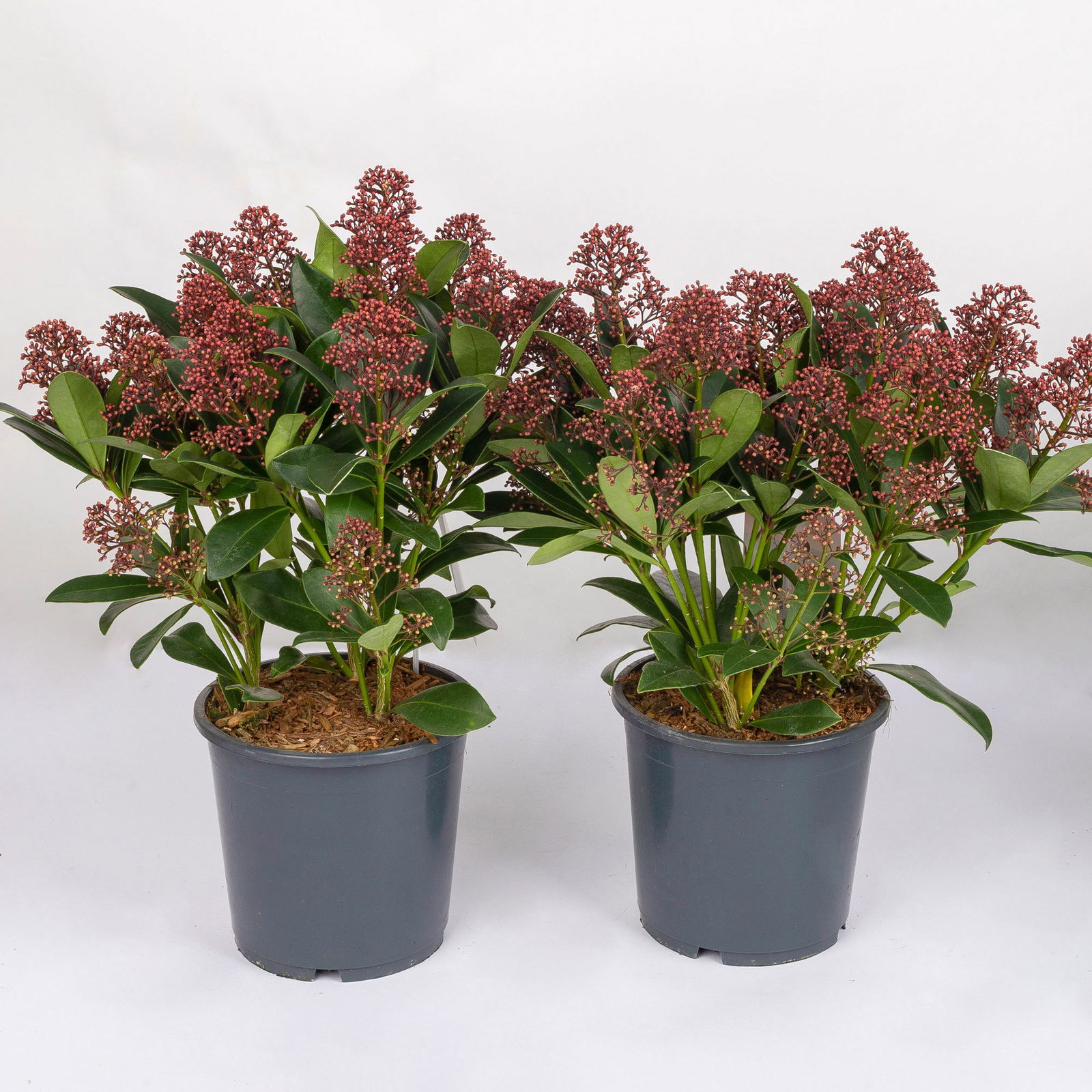 Kölle Blütenskimmie ‘Rubella’, Skimmia japonica, rot, 2er Set, Topf 17 cm Ø