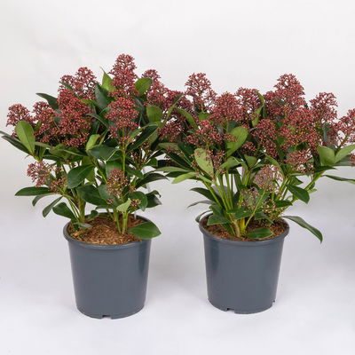 Kölle Blütenskimmie ‘Rubella’, Skimmia japonica, rot, 2er Set, Topf 17 cm Ø Kölle Blütenskimmie ‘Rubella’, Skimmia japonica, rot, 2er Set, Topf 17 cm Ø