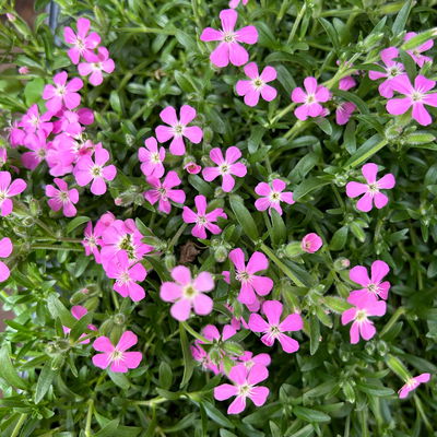 Polster-Seifenkraut 'Bressingham Pink', rosa, Topf-Ø 12 cm, 3 Pflanzen