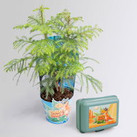 Dino Snack®, Benny, Zimmertanne, Topf-Ø 14 cm, mit Brotdose