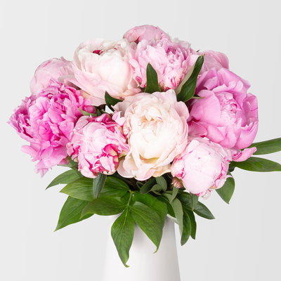 10 rosa Pfingstrosen 10 rosa Pfingstrosen