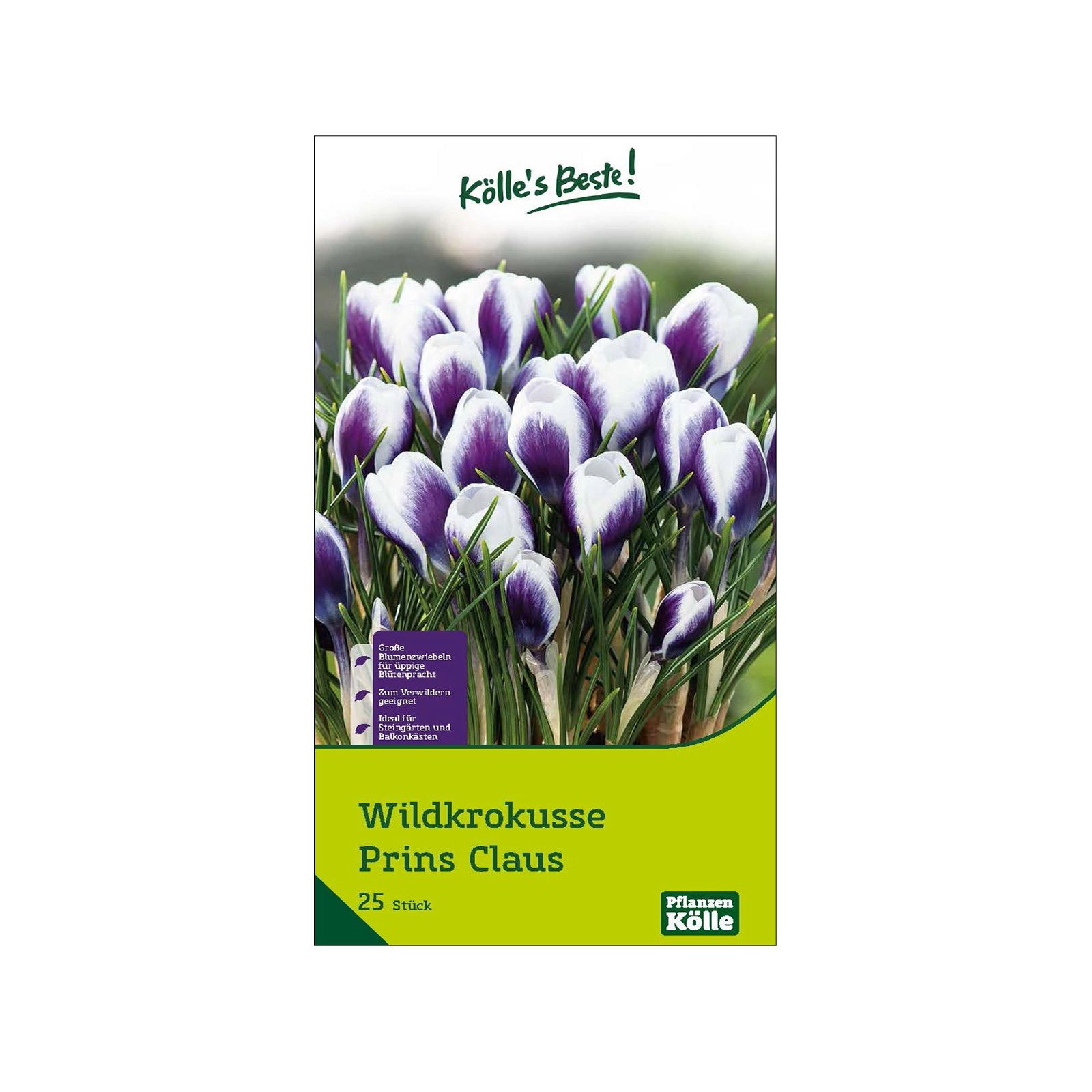 Botanische Krokusse 'Prins Claus', violett, weiß, Größe 5/7, 25 Blumenzwiebeln