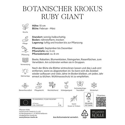 botanische Krokusse 'Ruby Giant', lilafarben, 25 Blumenzwiebeln