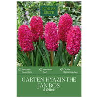 Köllle's Beste Garten-Hyazinthen Jan Bos rot, 5 Blumenzwiebeln