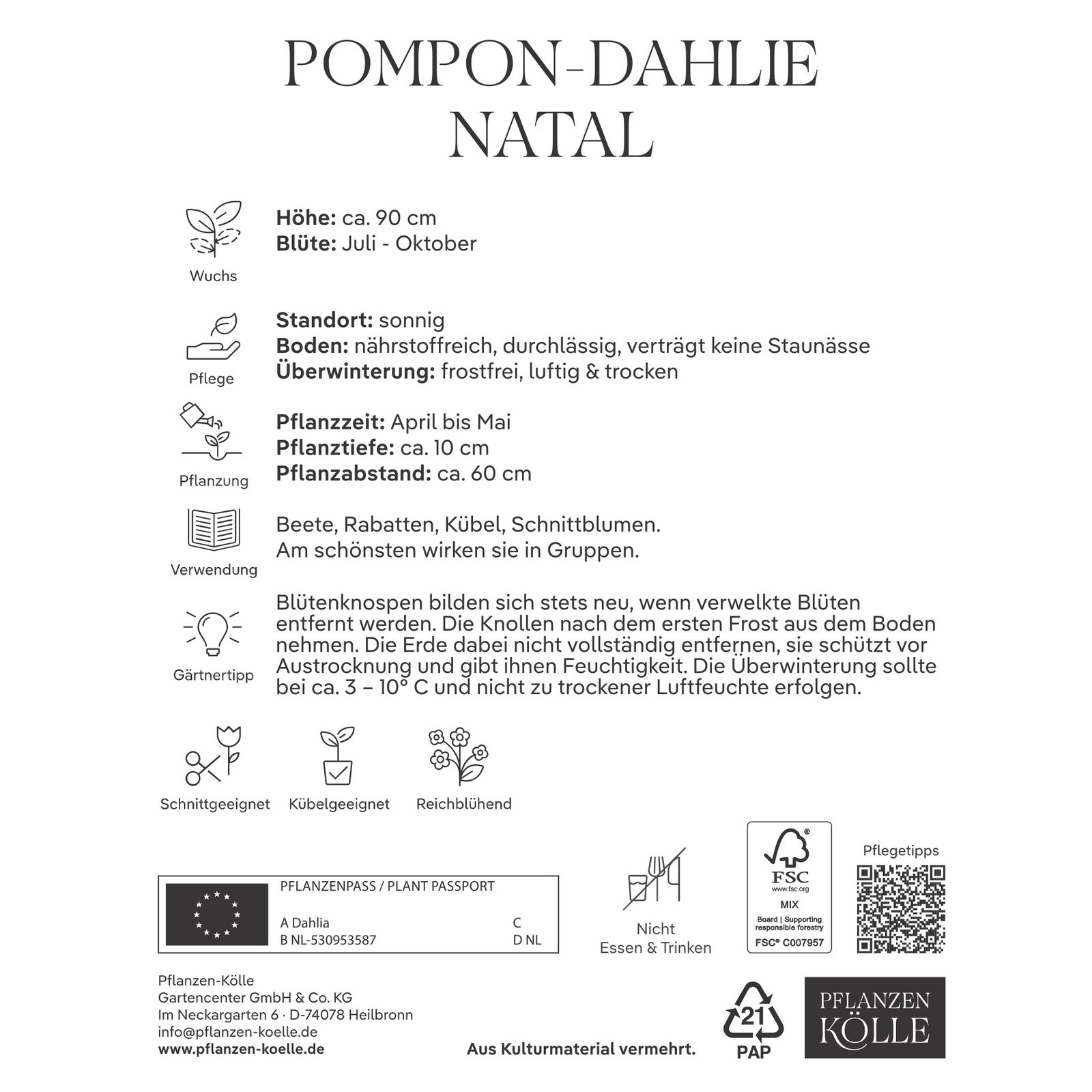 Kölles Beste Pompon-Dahlien 'Natal' dunkelrot, 1 Blumenknolle