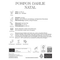 Kölles Beste Pompon-Dahlien 'Natal' dunkelrot, 1 Blumenknolle