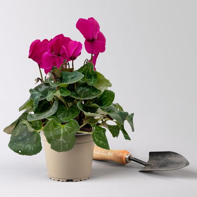 Alpenveilchen 'Meine Beste', lila, Topf-Ø 13 cm, 3 Pflanzen