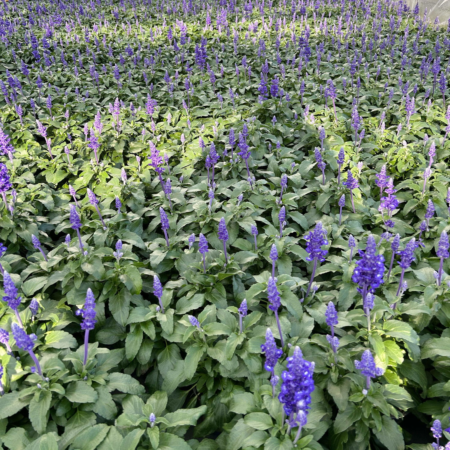 Pflanzenkreation Lavendeltraum, groß, 6 Pflanzen inkl. Erde und Dünger