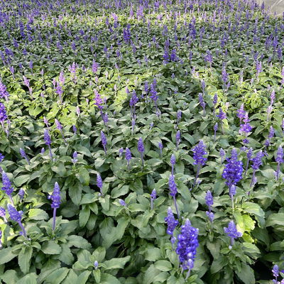Pflanzenkreation Lavendeltraum, groß, 6 Pflanzen inkl. Erde und Dünger