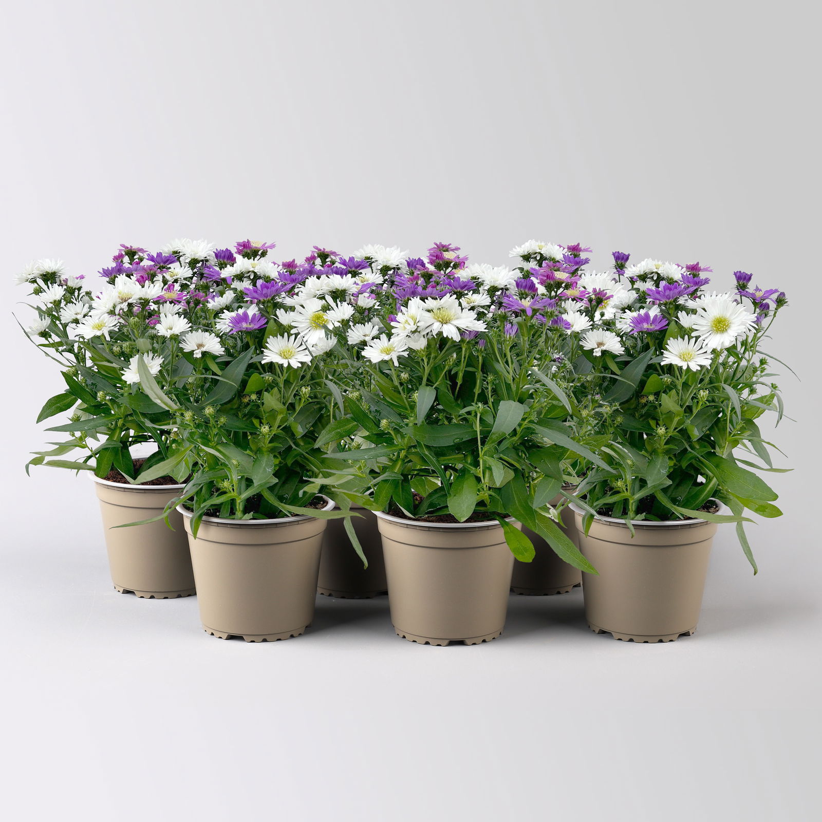 Aster novi-belgii 'Trio' weiß-rosa-blau, Topf-Ø 12 cm, 6er-Set