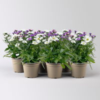 Aster novi-belgii 'Trio' weiß-rosa-blau, Topf-Ø 12 cm, 6er-Set