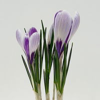 Krokus Mini, lila-weiß gestreift, Topf-Ø 6 cm, 10 Pflanzen