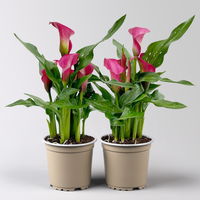 Calla rosa, Topf-Ø 11 cm, Höhe ca. 27 cm, 2er-Set
