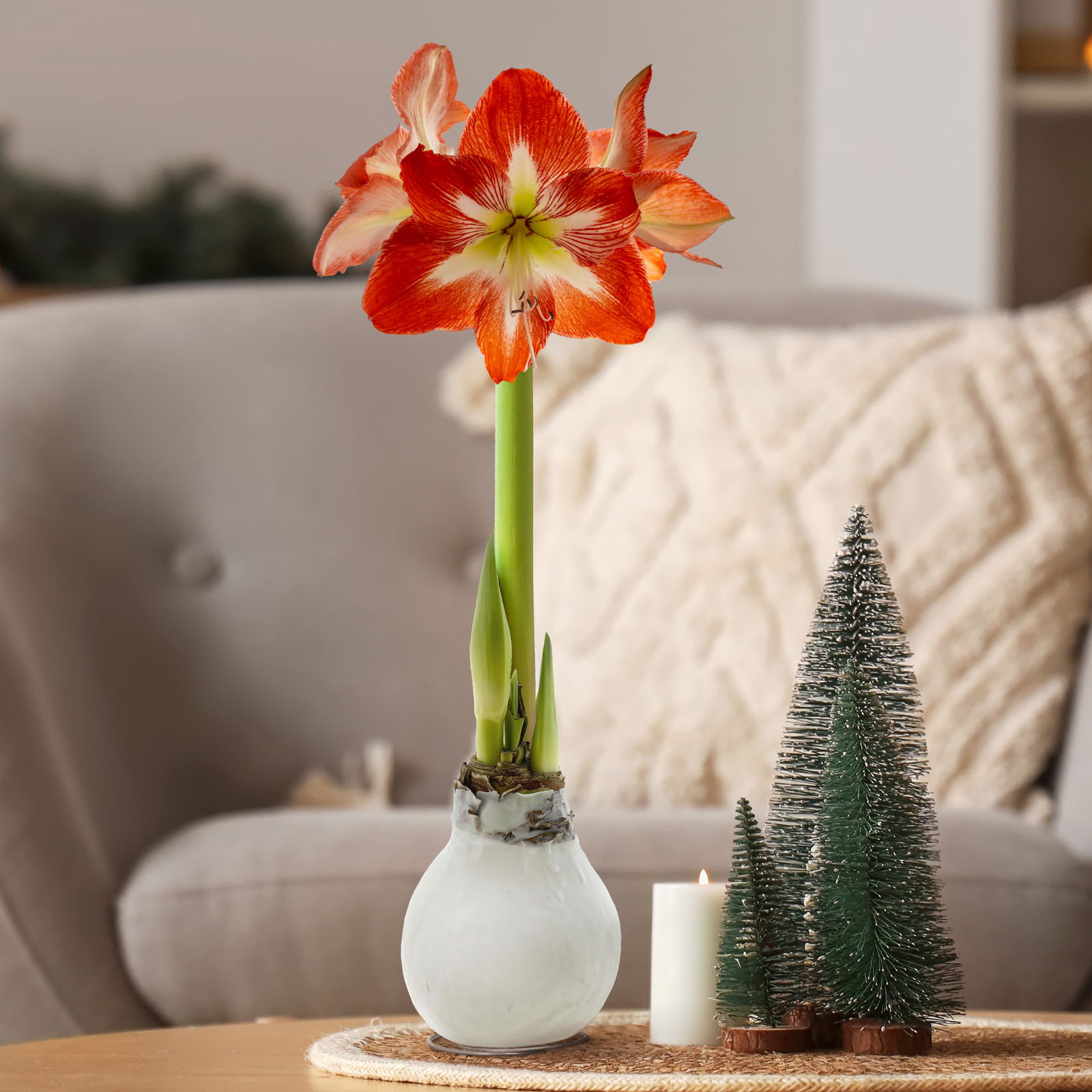 Amaryllis in Wachs, Dekor 'Basic White', Blüte rot-weiß