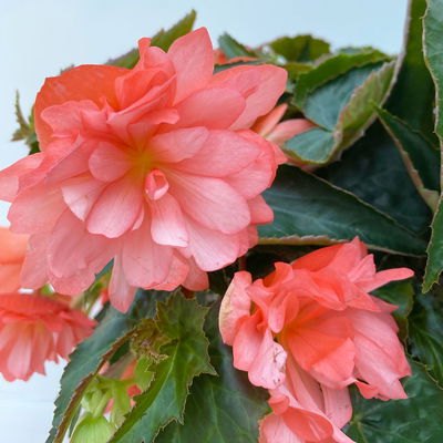 Begonie, halbhängend, Farbe zufällig, Topf-Ø 13 cm, 6 Pflanzen