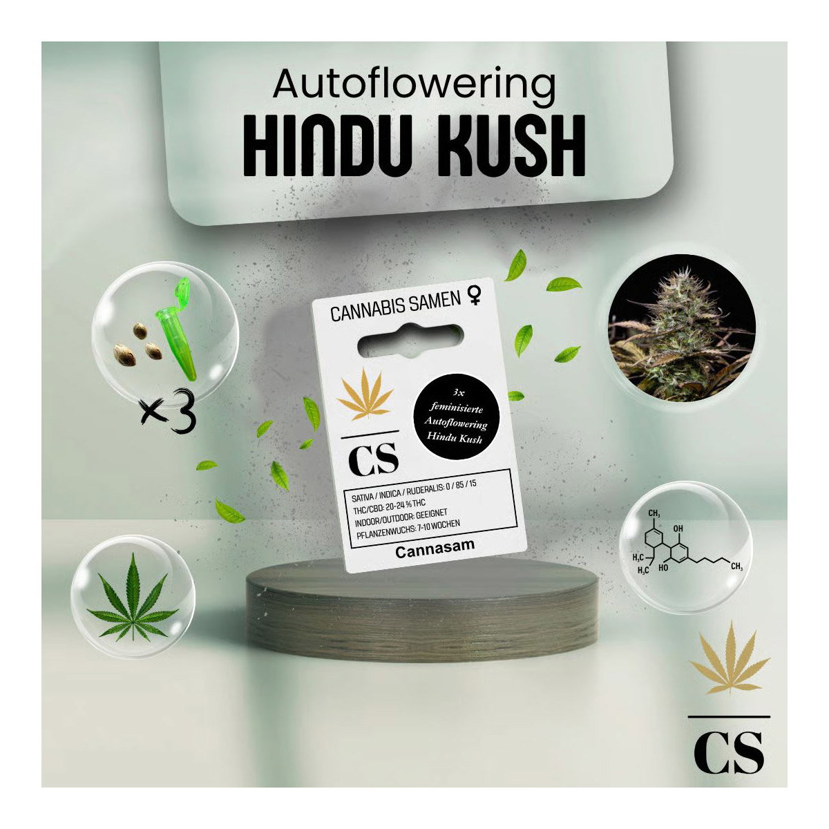 Cannabis Saatgut Hanf 'Hindu Kush Auto' Cannabis Saatgut Hanf 'Hindu Kush Auto'
