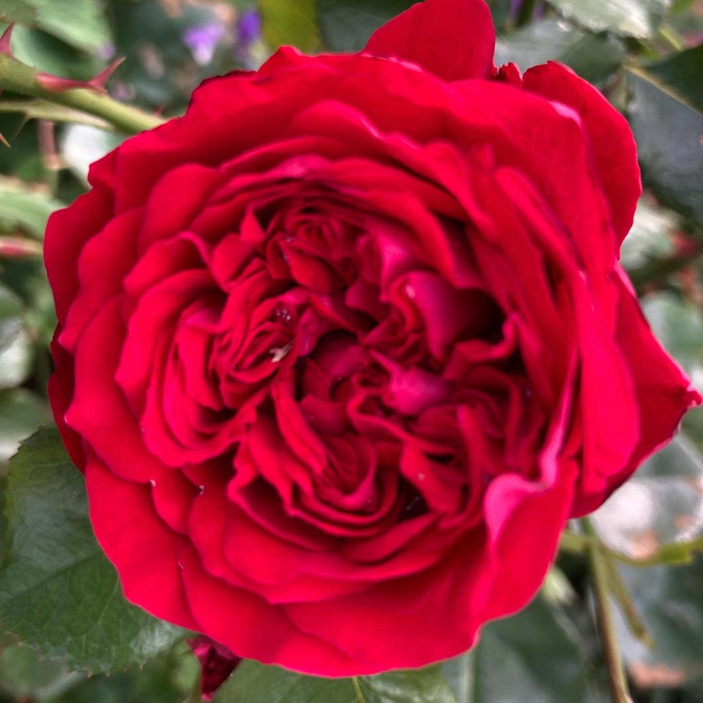 Kletterrose 'Crazy in Love'®, rot, Topf 5 Liter