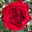 Kletterrose 'Crazy in Love'®, rot, Topf 5 Liter