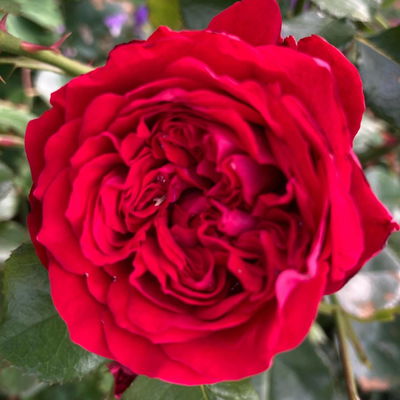Kletterrose 'Crazy in Love'®, rot, Topf 5 Liter Kletterrose 'Crazy in Love'®, rot, Topf 5 Liter