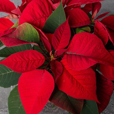 Weihnachtsstern rot, Topf-Ø 12/13 cm, 3er-Set Weihnachtsstern rot, Topf-Ø 12/13 cm, 3er-Set