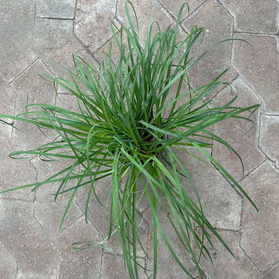 Bio Segge 'Bluish Green', grünblau, Topf-Ø 12 cm, 3 Pflanzen