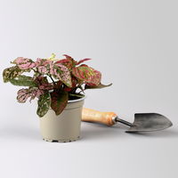 Hypoestes 'Trio', weiß-rot-rosa, Topf-Ø 12 cm Ø, 3 Pflanzen