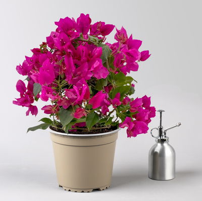 Bougainvillea, violett, Busch, Topf-Ø 19 cm, Höhe ca. 40 cm, 2 Pflanzen
