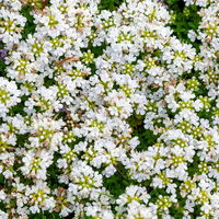 Bio Thymus serphyllum 'Albus' weiß, Topf-Ø 9 cm, 3er-Set