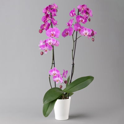 Schmetterlingsorchidee, inkl. Keramiktopf, dunkelrosa, Topf-Ø 12cm, Höhe ca 60cm Schmetterlingsorchidee, inkl. Keramiktopf, dunkelrosa, Topf-Ø 12cm, Höhe ca 60cm